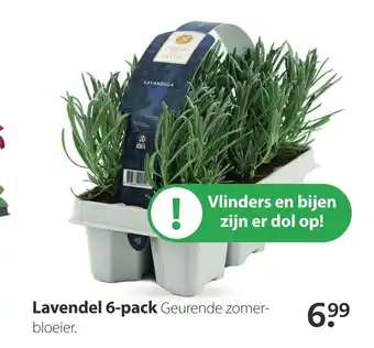 Boerenbond Lavendel 6-pack aanbieding