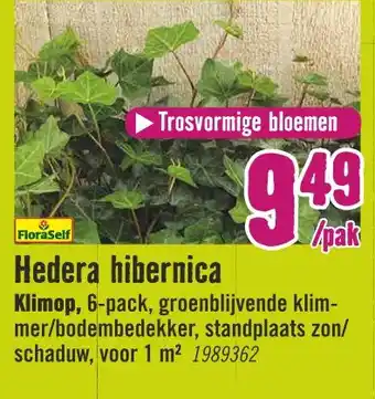 Hornbach Hedera hibernica aanbieding