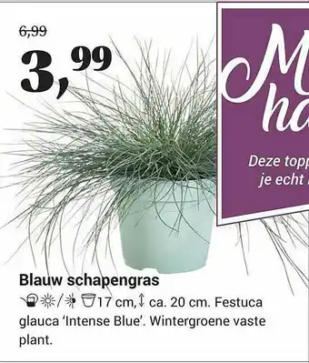 Tuincentrum Osdorp Blauw schapengras festuca glauca 'intense blue' aanbieding