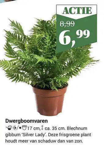 Tuincentrum Osdorp Dwergboomvaren blechnum gibbum 'sliver lady' aanbieding