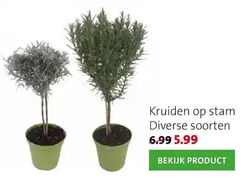 Intratuin Kruiden op stam aanbieding