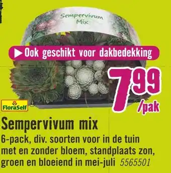 Hornbach Sempervivum mix aanbieding