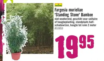 Hornbach Fargesia murieliae 'Standing Stone' Bamboe aanbieding