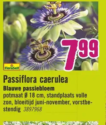 Hornbach Passiflora caerulea aanbieding