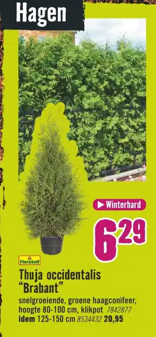 Hornbach Thuja occidentalis "Brabant" aanbieding