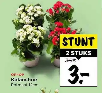 Vomar Voordeelmarkt Kalanchoe aanbieding