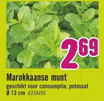 Hornbach Marokkaanse munt aanbieding