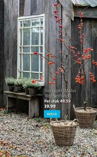 Intratuin Sierappel (Malus 'Red Sentinel') aanbieding