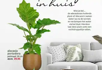 Deka Tuin Alocasia Portodora aanbieding