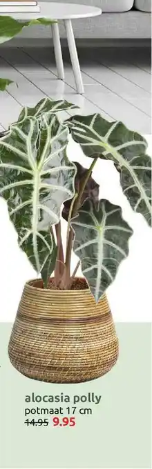 Deka Tuin Alocasia Polly 17 cm aanbieding