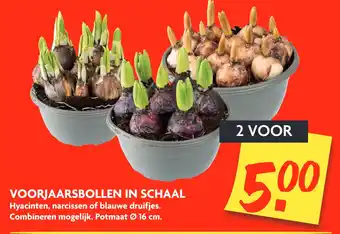 Dekamarkt Voorjaarsbollen In Schaal 16cm aanbieding