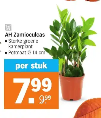 Albert Heijn AH Zamioculcas aanbieding