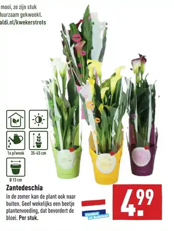 ALDI Zantedeschia aanbieding