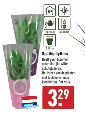 ALDI Spathiphyllum aanbieding