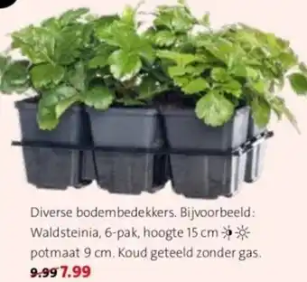 Intratuin Waldsteinia, 6-pak, hoogte 15 cm potmaat 9 cm aanbieding