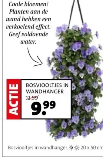 Intratuin Bosviooltjes in wandhanger. 20 x 50 cm. aanbieding