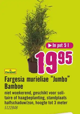 Hornbach Fargesia murieliae “Jumbo' Bamhoe aanbieding