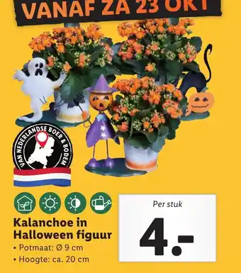 Lidl Kalanchoe in Halloween figuur aanbieding