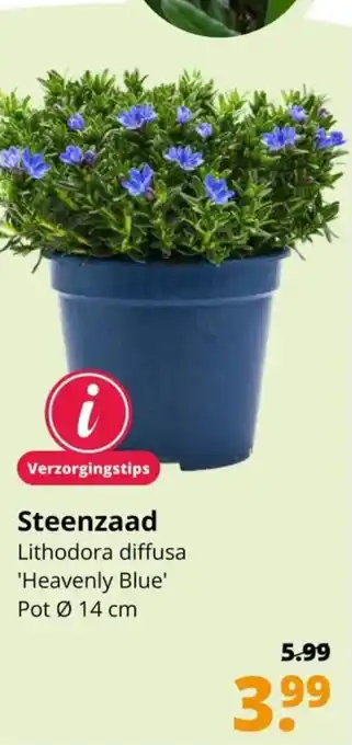 GroenRijk Steenzaad aanbieding