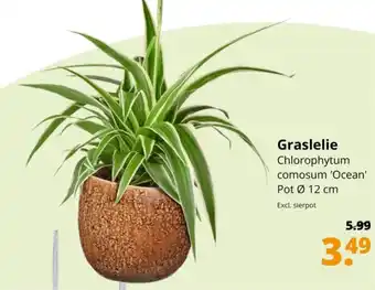 GroenRijk Graslelie aanbieding