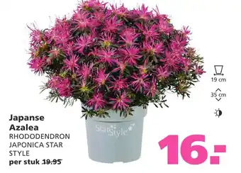 Ranzijn Japanse Azalea aanbieding