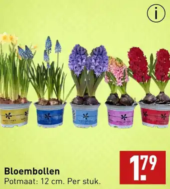ALDI Bloembollen aanbieding