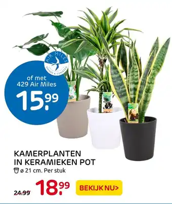 Praxis Kamerplanten in keramieken pot 21 cm aanbieding