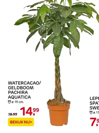 Praxis Watercacao/ geldboom pachira aquatica 19 cm aanbieding