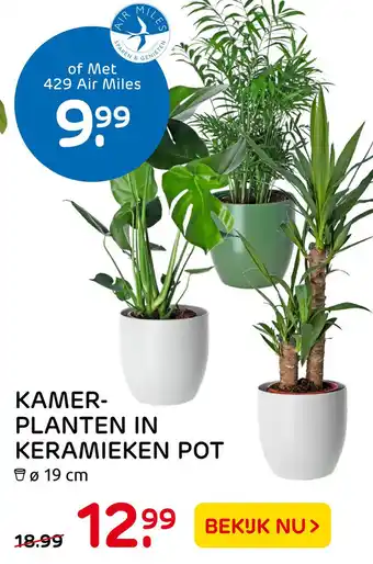 Praxis KAMER- PLANTEN IN KERAMIEKEN POT aanbieding