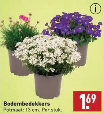 ALDI Bodembedekkers aanbieding