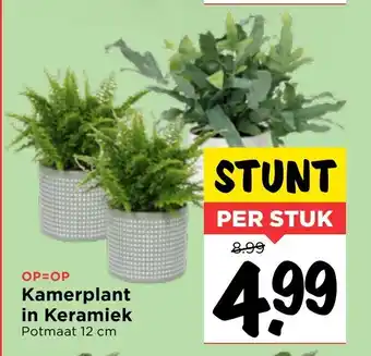 Vomar Voordeelmarkt Kamerplant in keramiek aanbieding