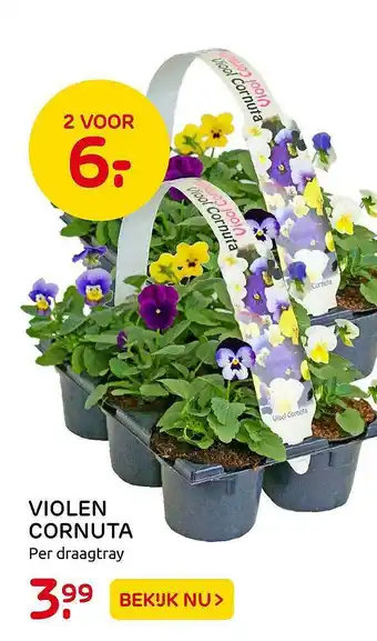 Praxis Violen Cornuta aanbieding