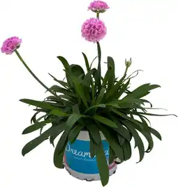 Intratuin Engels gras (Armeria Dreameria 'Sweet Dreams') D 12 H 22,5 cm aanbieding