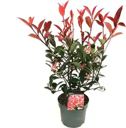 Intratuin Glansmispel (Photinia fraseri 'Carre Rouge') D 17 H 30 cm aanbieding