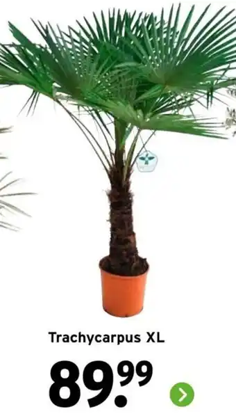 GAMMA Trachycarpus XL aanbieding