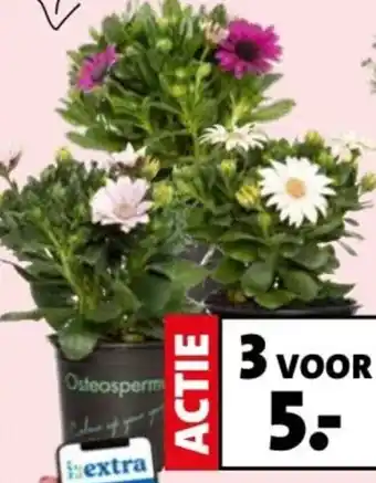 Intratuin Spaanse margriet aanbieding