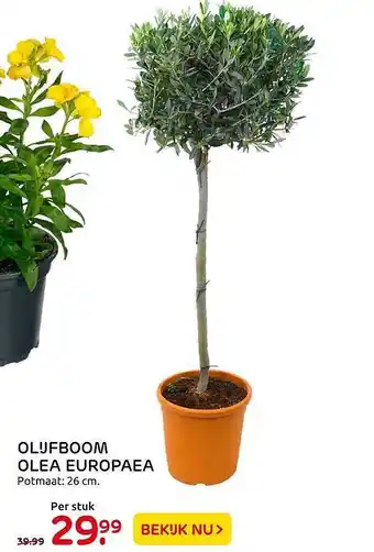 Praxis Olijfboom Olea Europaea 26cm aanbieding