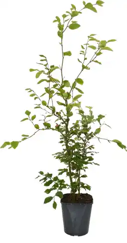 Intratuin Beuk (Fagus sylvatica) D 23 H 125 cm aanbieding