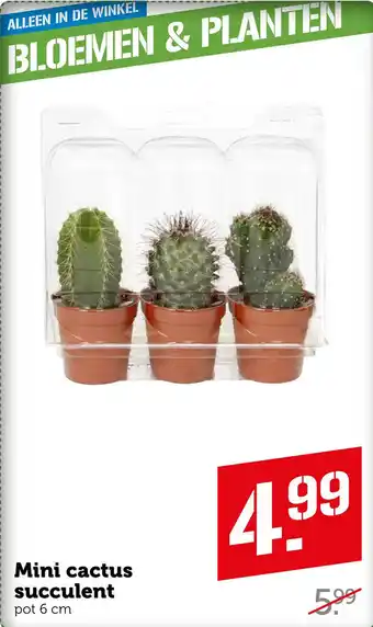 Coop Mini cactus succulent aanbieding