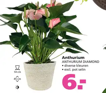 Ranzijn Anthurium Diamond aanbieding