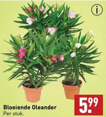 ALDI Bloeiende Oleander aanbieding