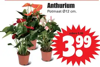 Dirk Anthurium aanbieding