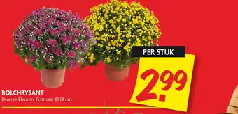 Dekamarkt Bolchrysant aanbieding