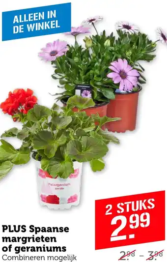 Coop PLUS Spaanse margrieten of geraniums aanbieding