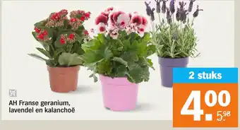 Albert Heijn Franse geranium lavendel en kalanchoe aanbieding