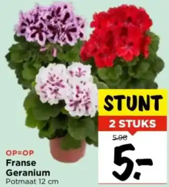 Vomar Voordeelmarkt Franse Geranium Potmaat 12 cm aanbieding