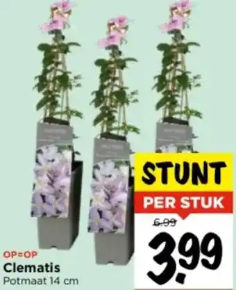 Vomar Voordeelmarkt Clematis Potmaat 14 cm aanbieding