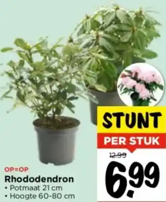 Vomar Voordeelmarkt Rhododendron aanbieding