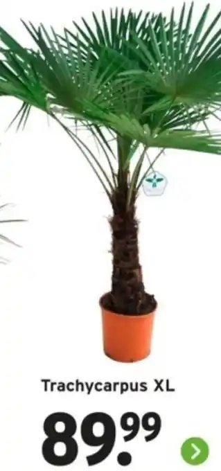 GAMMA Trachycarpus XL aanbieding