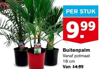 Hoogvliet Buitenpalm per stuk aanbieding